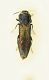 (Buprestide) Agrilus sp. 2.JPG