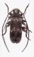 20 Exocentrus adspersus Mulsant, 1846 ...jpg