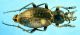 C-alpestris dolomitanus-01.jpg