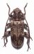 exocentrus adspersus Mulsant, 1846 ..jpg