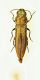 (Buprestide) Agrilus sp. 4.JPG