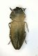 (Buprestide) Anthaxia sp. (Corno).JPG