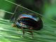 Chrysomelidae Chrysolina americana IMG_6185m.jpg