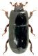 Platysoma lineare.jpg