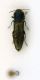 (Buprestide) Agrilus sp. 1n.JPG
