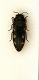 (Buprestide) Acmaeodera bipunctata bipunctata (Olivier, 1790).JPG