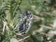 Julodis_onopordi_23-04-2003_b.jpg