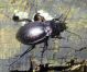 Carabus sp. 2 (12-8-13 Liberec).jpg