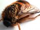 Comb0943_57crh.jpg