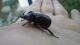 Phyllognathus excavatus (Forster, 1771) - Dynastidae.JPG