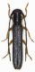 Obera Amaurostoma erythrocephala (Schrak, 1776) lung.10 larg. 1,7.jpg