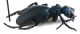 Comb0960_66crh.jpg