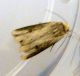 Axylia putris (Linnaeus, 1761) - Noctuidae Noctuinae.JPG