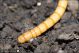 larva_tenebrionidae_MG_1097.jpg