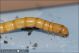 larva_tenebrionidae_MG_1116.jpg