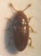 Philotermus 002 A.jpg
