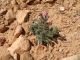 Echium pycnanthum_2.jpg