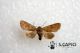 20130420_Milo_caselle_Orthosia_cerasi_♀.jpg