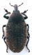 Comb0968_32crh.jpg