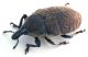 Comb0971_51crh.jpg