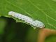 20130807lathuile.JPG
