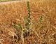 Scolymus hispanicus pianta ospite di Conizonia detrita_1.jpg