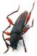 Comb0983_55crh.jpg