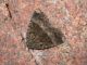 DSCN5482.JPG