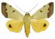 _Ophiusa tirhaca (Cramer, 1773) ..jpg