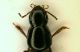 (Staphylinide) Ocypus 2b.JPG