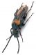 Comb0989_61crh.jpg