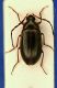 (Allecullide) sp. 1.JPG