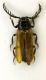 (Drilide) Drilus sp2.JPG