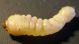 Larva ex Corylus 2.jpg