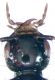 Philonthus umbratilis (Gravenhorst, 1802) - Kopie.jpg