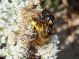 philanthus e.JPG