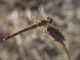 DSCF9172.jpg