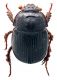 Comb1022_41crc.jpg