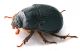 Comb1023_56crc.jpg