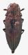 Comb1025_37crc.jpg