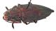 Comb1026_59crc.jpg
