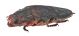 Comb1027_72crc.jpg