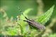Agapanthia_villosoviridescens_7399.jpg