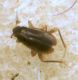 Ceratocombus (s. str.) cf. coleoptratus (Zetterstedt, 1819) - Ceratocombidae.JPG
