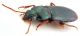 Comb1038_60crc.jpg