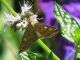 IMG_50062m.jpg