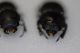 dorcus testa1.JPG