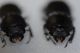 Dorcus testa2.JPG