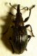 apionidae_A_3_0_florenz_130601.jpg