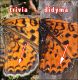 triva_didyma.jpg